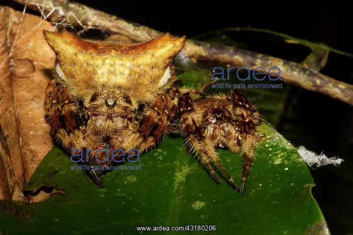 : Unidentified Orb-weaver Spider : Unidentified Orb-weaver Spider