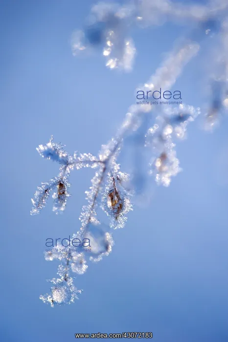  : Unidentified plant covered with ice crystals