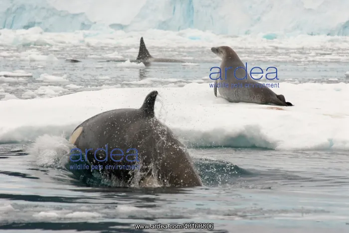 : Orca. Unidentified Seal seeking shelter on an ice floe from two Orcas (Orcinus orca) : Orca. Unidentified Seal seeking shelter on an ice floe from two Orcas (Orcinus orca)