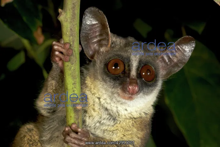 : Unidentified species of forest Galago : Unidentified species of forest Galago