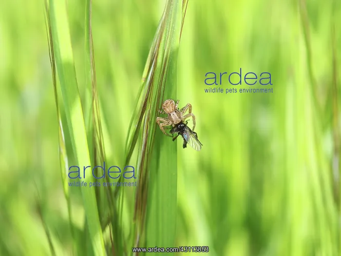 : Unidentified spider : Unidentified spider