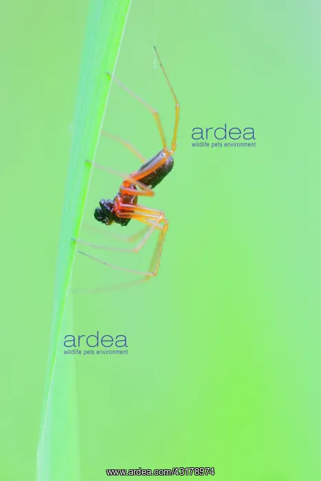 : Unidentified Spider : Unidentified Spider