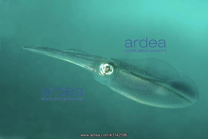 : Unidentified Squid swimming : Unidentified Squid swimming