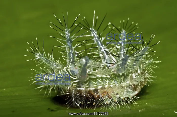 : Unidentified stinging caterpillar : Unidentified stinging caterpillar
