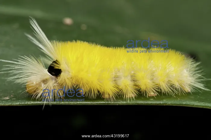 : Unidentified stinging caterpillar : Unidentified stinging caterpillar