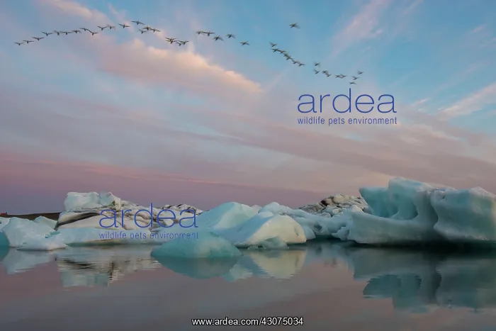 : Unidentified swans flying over Jokulsarlon in Iceland in sum : Unidentified swans flying over Jokulsarlon in Iceland in sum