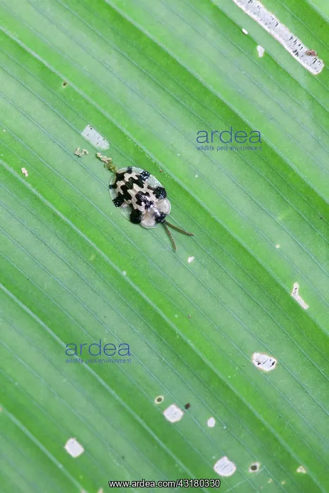 : Unidentified tortoise beetle : Unidentified tortoise beetle
