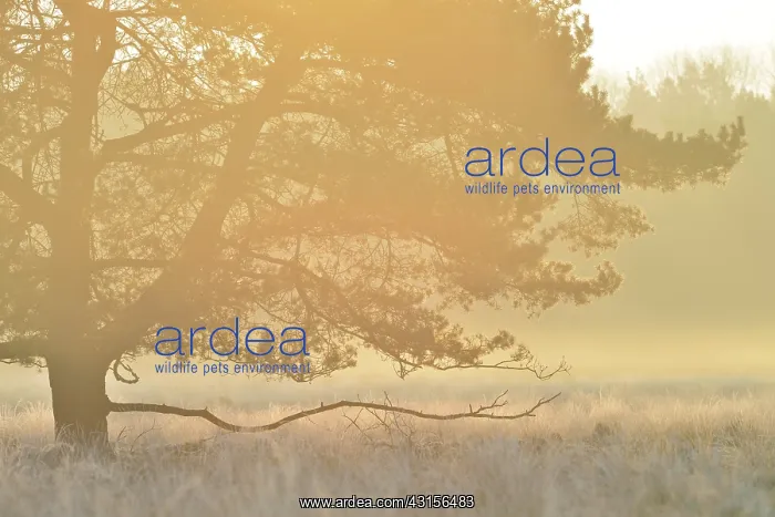 : Unidentified tree backlit by the rising sun on a : Unidentified tree backlit by the rising sun on a