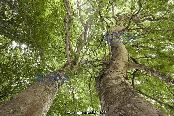 : Unidentified Tree (Spermatophytes) against the : Unidentified Tree (Spermatophytes) against the