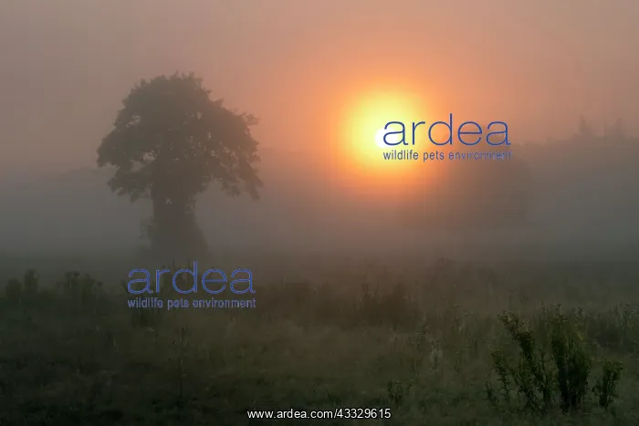 : Two unidentified trees in a field backlit by a hazy sunrise : Two unidentified trees in a field backlit by a hazy sunrise