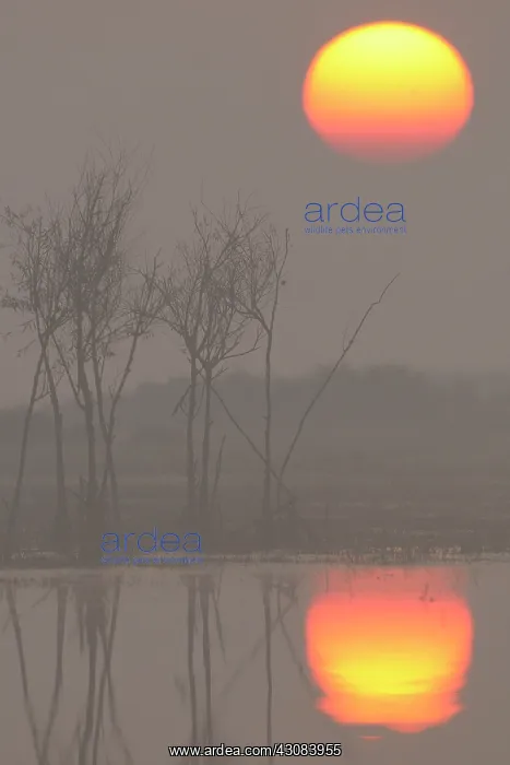 : Unidentified trees standing in swamp at sunrise : Unidentified trees standing in swamp at sunrise