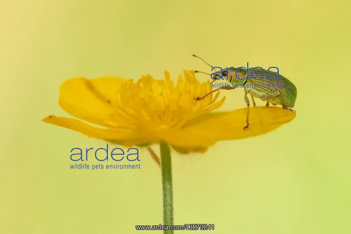 : Unidentified Weevil (Phyllobius sp) on Meadow b : Unidentified Weevil (Phyllobius sp) on Meadow b