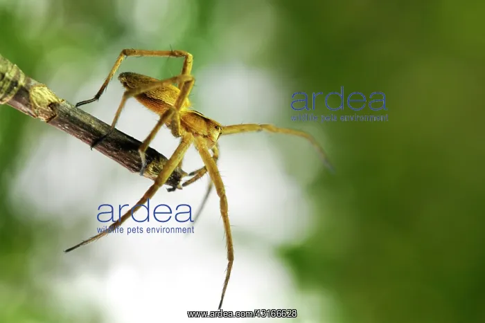 : Unidentified Wolf Spider (Lycosidae sp) walking on a twig : Unidentified Wolf Spider (Lycosidae sp) walking on a twig