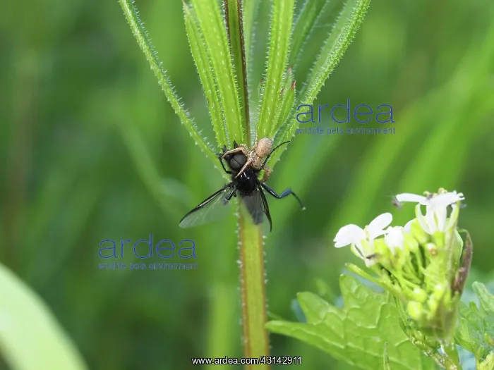: Unidentified young Crabspider eating a Black Marchfly : Unidentified young Crabspider eating a Black Marchfly