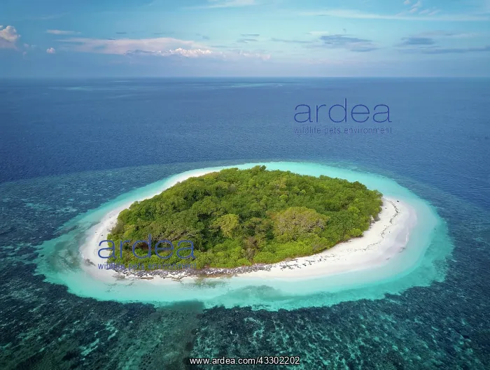 : Uninhabited green island with bushes, sandy beach : Uninhabited green island with bushes, sandy beach