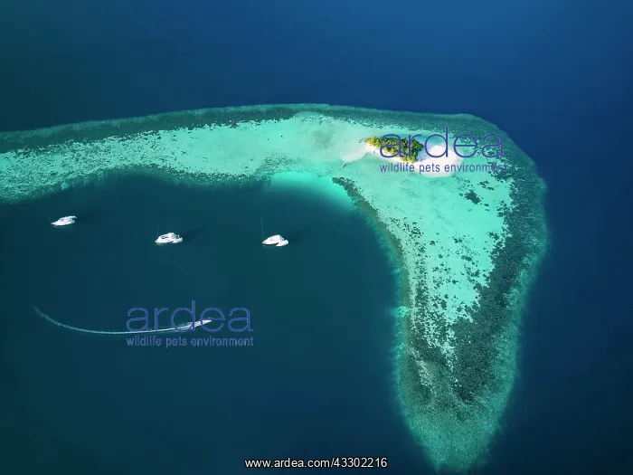 : Uninhabited island for day trips with palm trees : Uninhabited island for day trips with palm trees