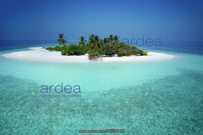 : Uninhabited palm island with sandy beach, offshore : Uninhabited palm island with sandy beach, offshore