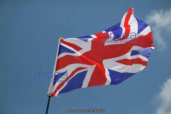 : Union Jack flag - flying in light breeze against blue sky : Union Jack flag - flying in light breeze against blue sky
