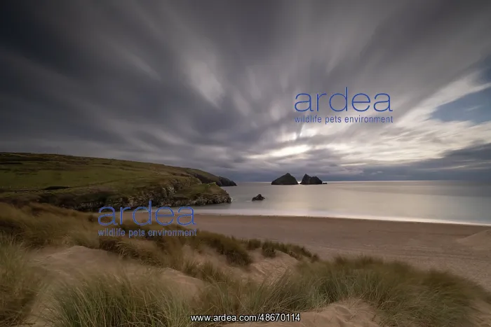 : United Kingdom, England, Cornwall. Newquay, Holywell Beach : United Kingdom, England, Cornwall. Newquay, Holywell Beach
