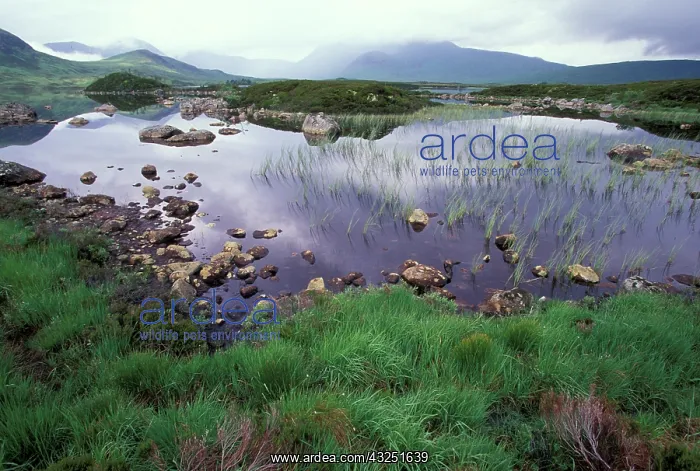 : United Kingdom, Scotland, Glencoe Highlands : United Kingdom, Scotland, Glencoe Highlands