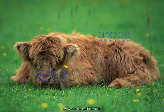 : United Kingdom, Scotland. Highland calf : United Kingdom, Scotland. Highland calf