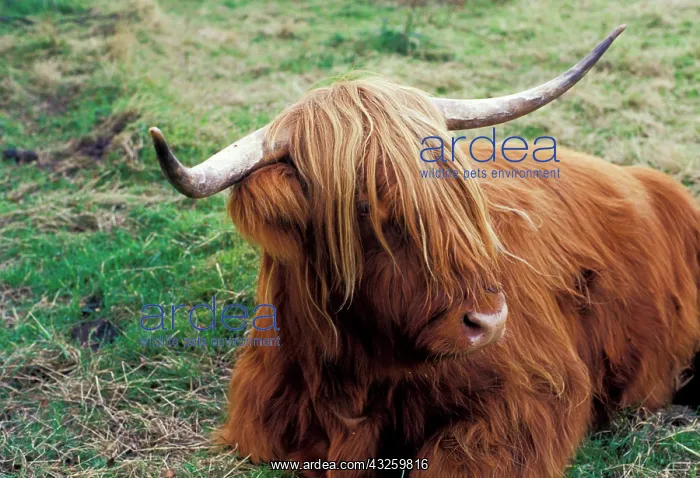 : United Kingdom, Scotland, Highlands, Fort : United Kingdom, Scotland, Highlands, Fort