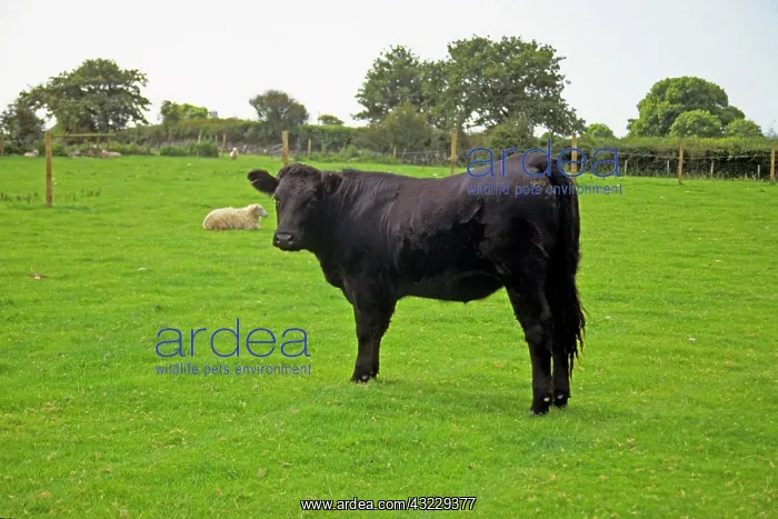 : United Kingdom, Wales. A Black Angus cow : United Kingdom, Wales. A Black Angus cow