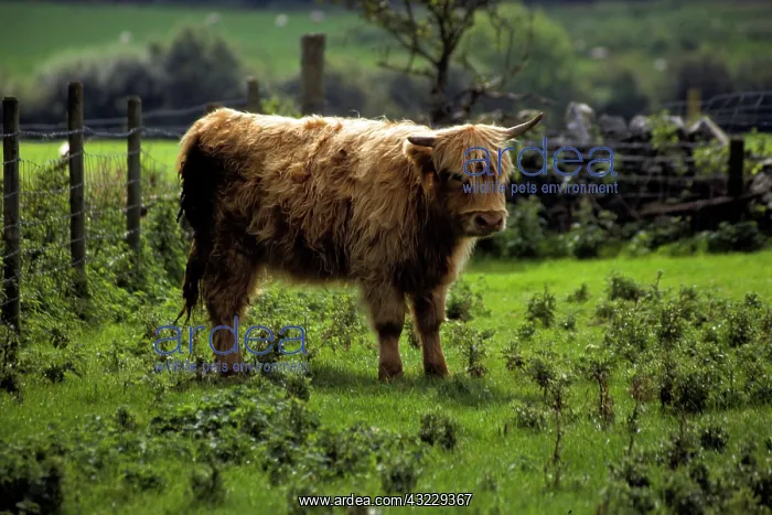: United Kingdom, Wales; A Highland Cow at : United Kingdom, Wales; A Highland Cow at