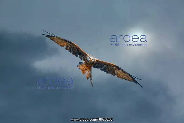 : United Kingdom, Wales. Red kite bird in flight. ic Jim : United Kingdom, Wales. Red kite bird in flight. ic Jim