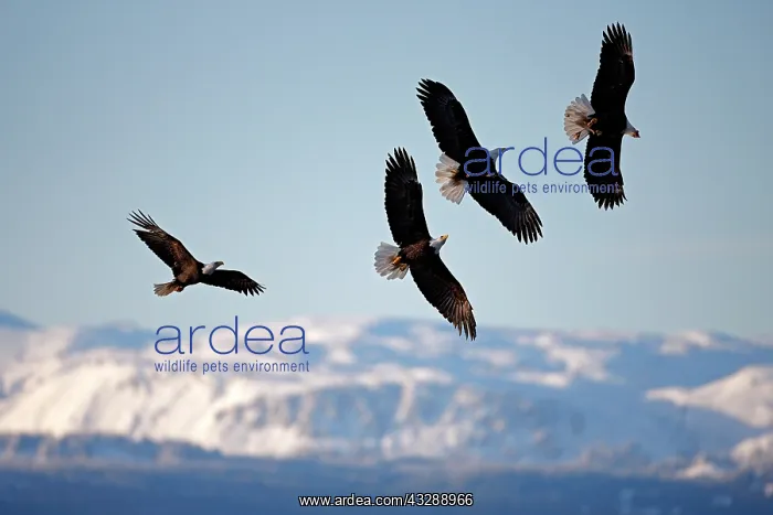 : United-States, Alaska, bald eagle (Haliaeetus l : United-States, Alaska, bald eagle (Haliaeetus l