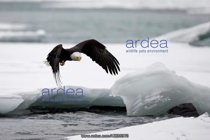 : United-States, Alaska, bald eagle (Haliaeetus l : United-States, Alaska, bald eagle (Haliaeetus l