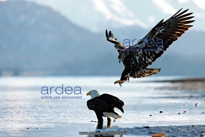 : United-States, Alaska, bald eagle (Haliaeetus l : United-States, Alaska, bald eagle (Haliaeetus l