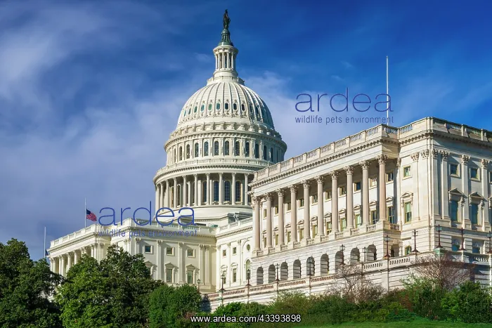 : The United States Capitol, Washington, D.C, USA : The United States Capitol, Washington, D.C, USA