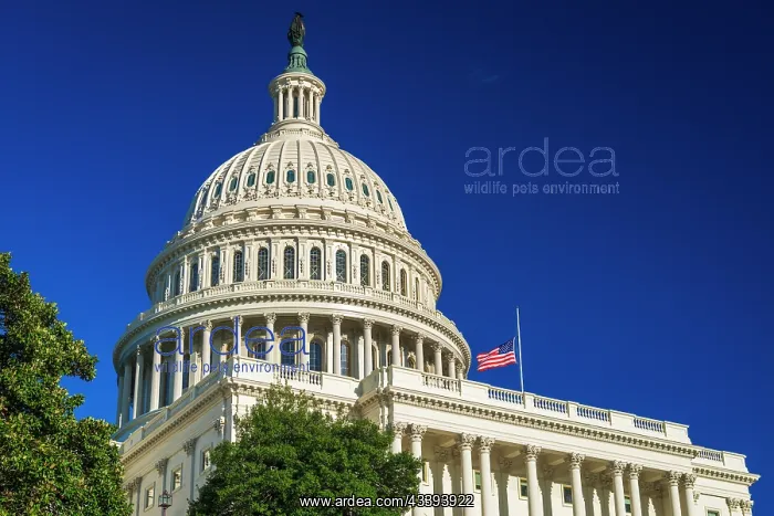 : The United States Capitol, Washington, D.C, USA : The United States Capitol, Washington, D.C, USA