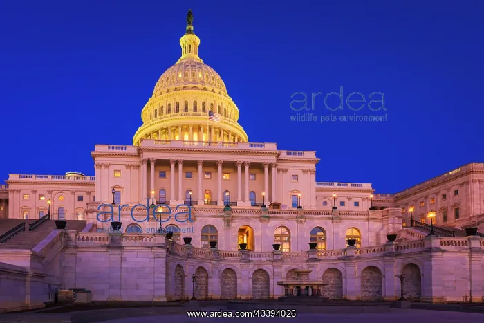 : The United States Capitol, Washington, D.C, USA : The United States Capitol, Washington, D.C, USA