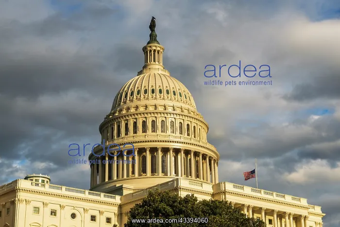 : The United States Capitol, Washington, D.C, USA : The United States Capitol, Washington, D.C, USA
