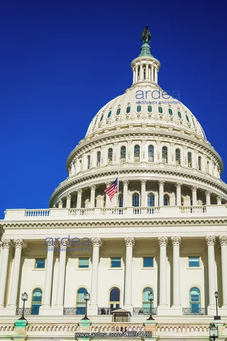 : The United States Capitol, Washington, D.C, USA : The United States Capitol, Washington, D.C, USA