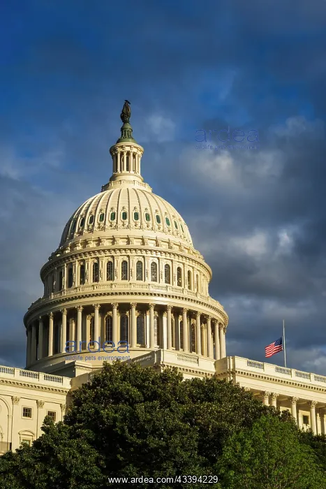 : The United States Capitol, Washington, D.C, USA : The United States Capitol, Washington, D.C, USA