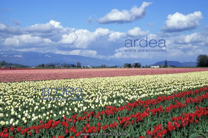 : United States, Washington, La Connor. Tulip : United States, Washington, La Connor. Tulip