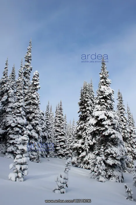 : United States, Washington, snow covered : United States, Washington, snow covered