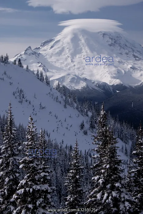 : United States, Washington, view of Mt. Rainier : United States, Washington, view of Mt. Rainier