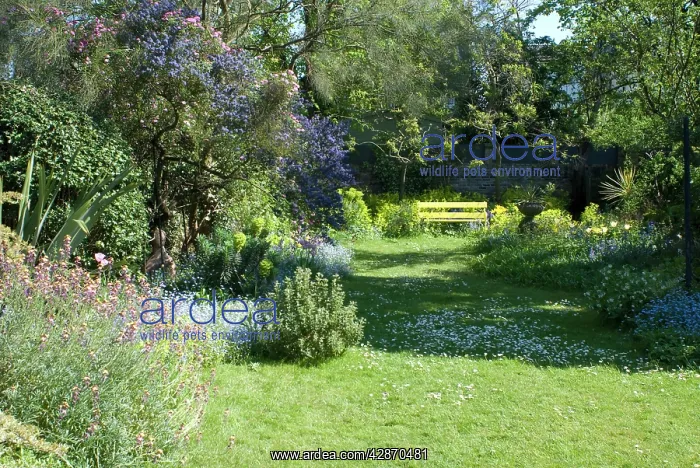 : Unkempt Garden Lawn : Unkempt Garden Lawn