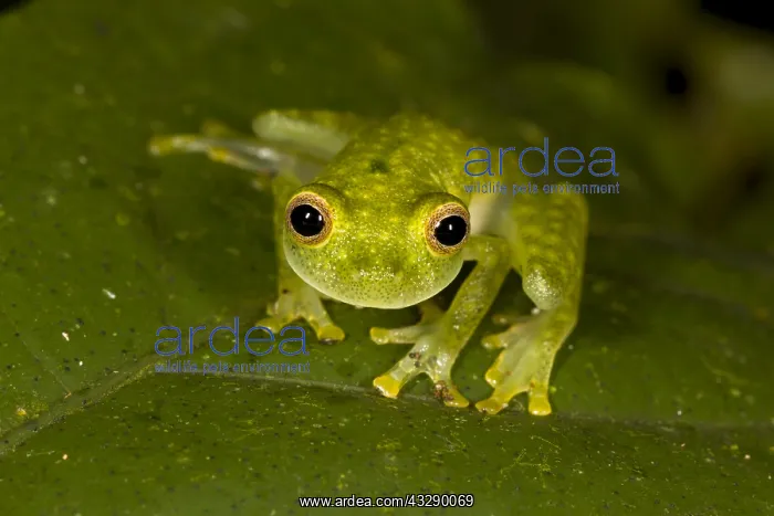 : Unknown Hyalinobatrachium sp. sitting on a leaf : Unknown Hyalinobatrachium sp. sitting on a leaf