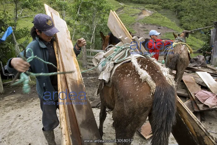 : Unloading a Horse carrying planks Ecuador : Unloading a Horse carrying planks Ecuador