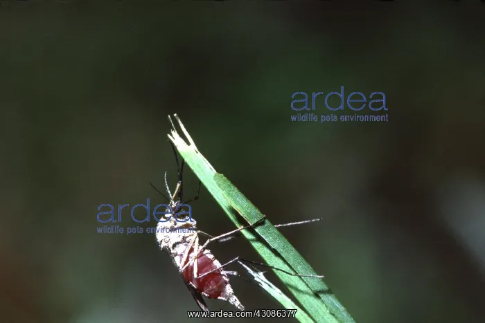 : Unmarked Slender Mosquito : Unmarked Slender Mosquito