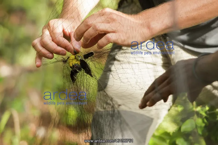 : Unmeshing of bananaquit (Coereba flaveola), Island : Unmeshing of bananaquit (Coereba flaveola), Island