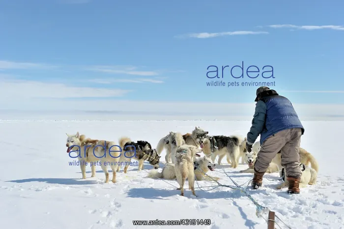 : Unrevaling the lines of the sled dogs : Unrevaling the lines of the sled dogs