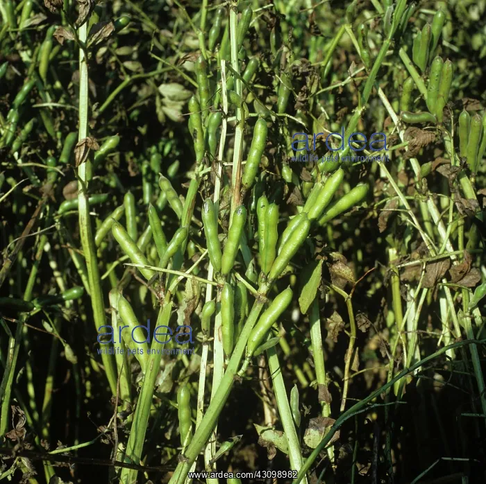 : Unripe Bean Pods : Unripe Bean Pods