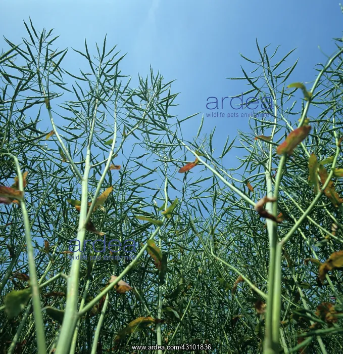 : Unripe Canola Seedpods : Unripe Canola Seedpods