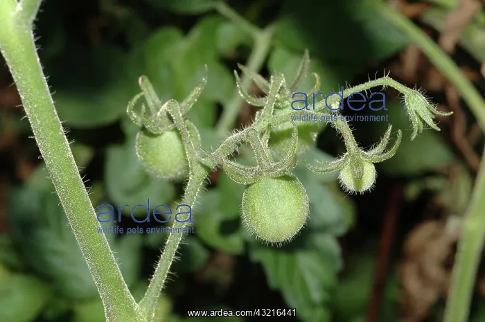 : Unripe Cherry Tomatoes : Unripe Cherry Tomatoes